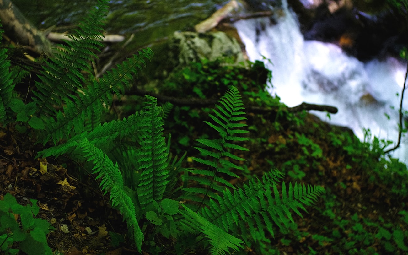Ferns growing beside falling water in soft green light.