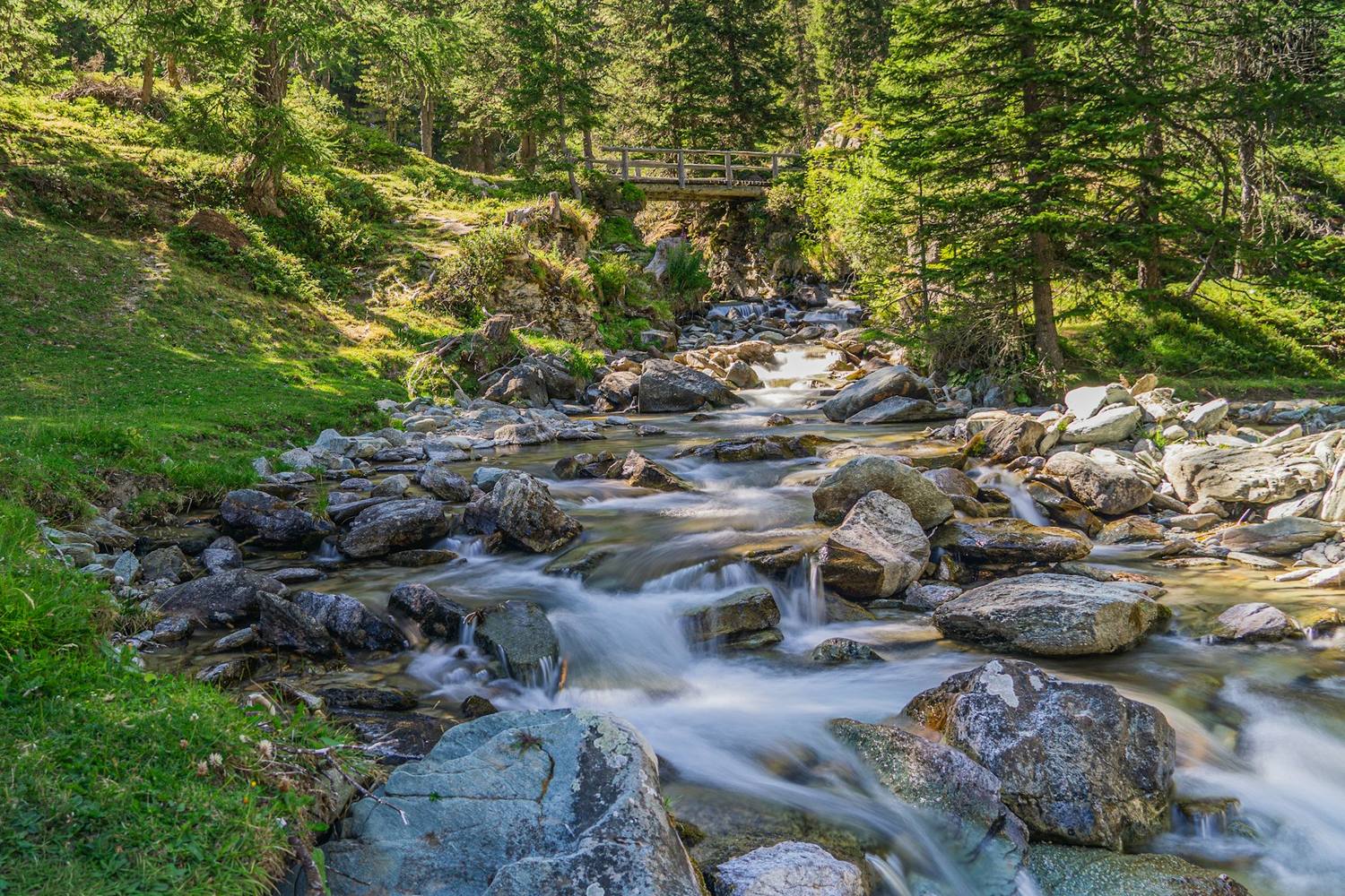 A woodland stream running clear over rocks between green trees and ferns.