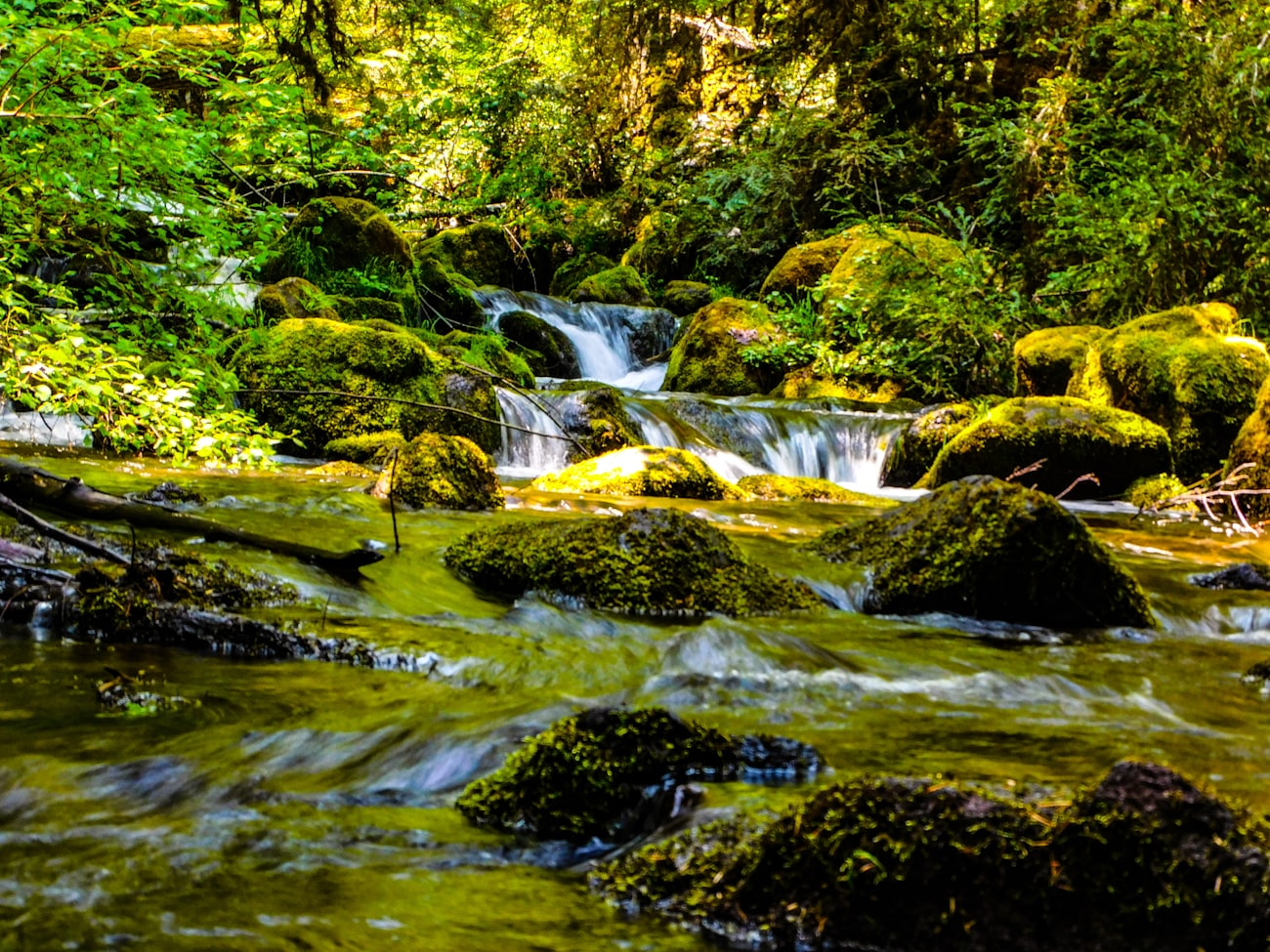 Clear water running between mossy stones in dappled light.